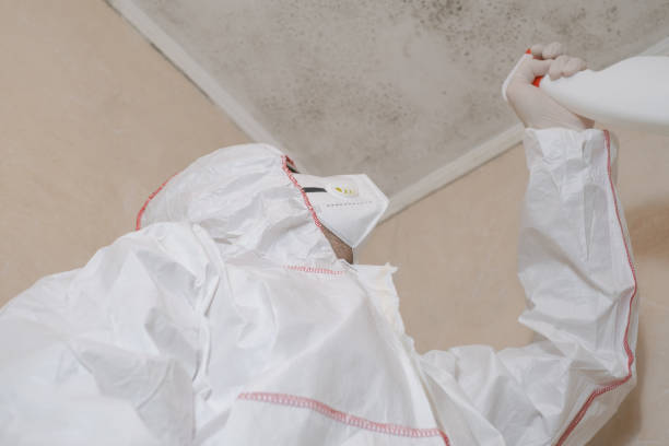 Trusted Conrad, IA Mold Remediation Experts