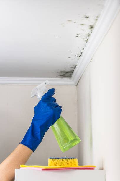 Best Mold Remediation for Specific Building Types in Conrad, IA